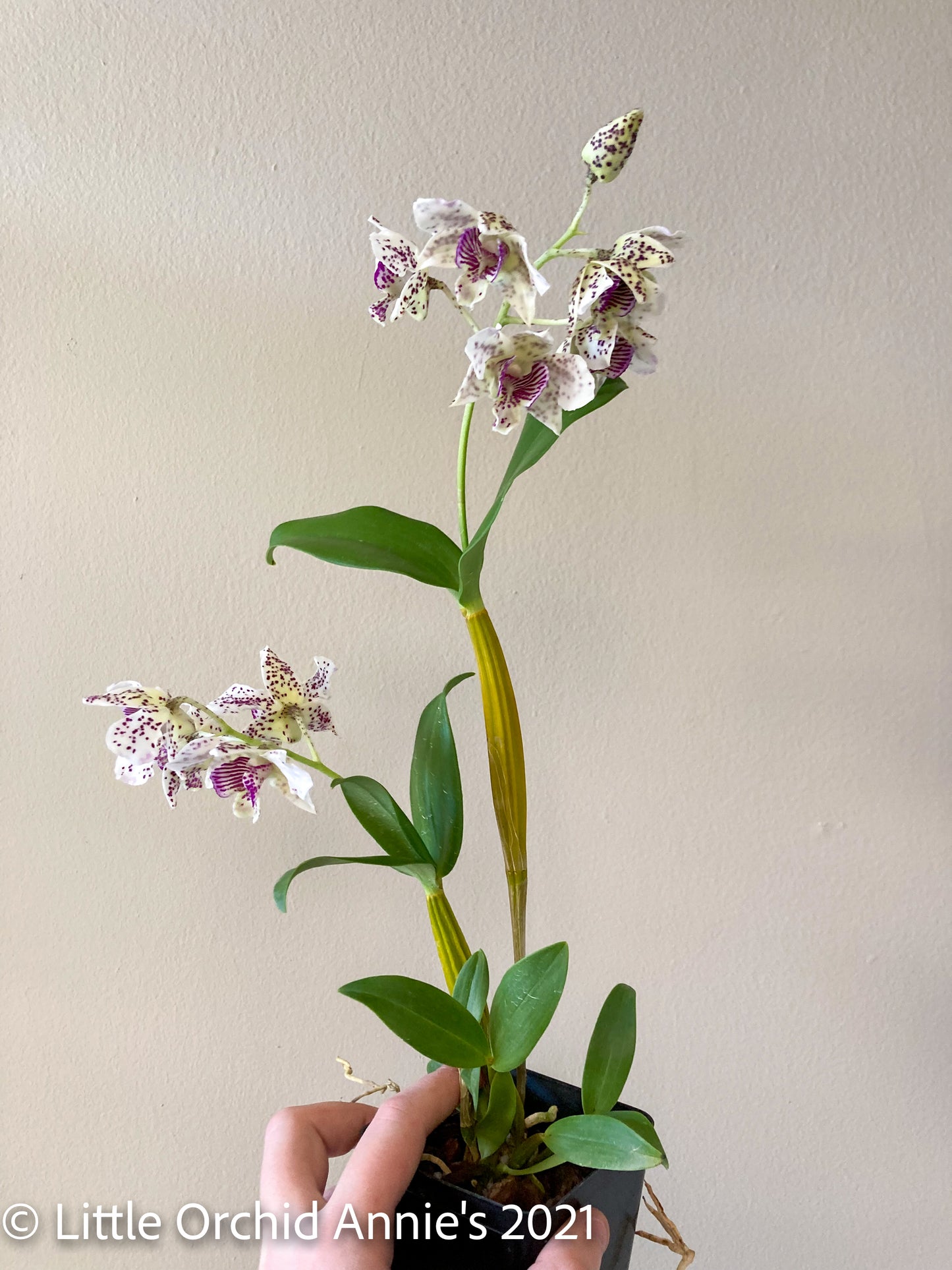 Dendrobium Royal Chip 4in