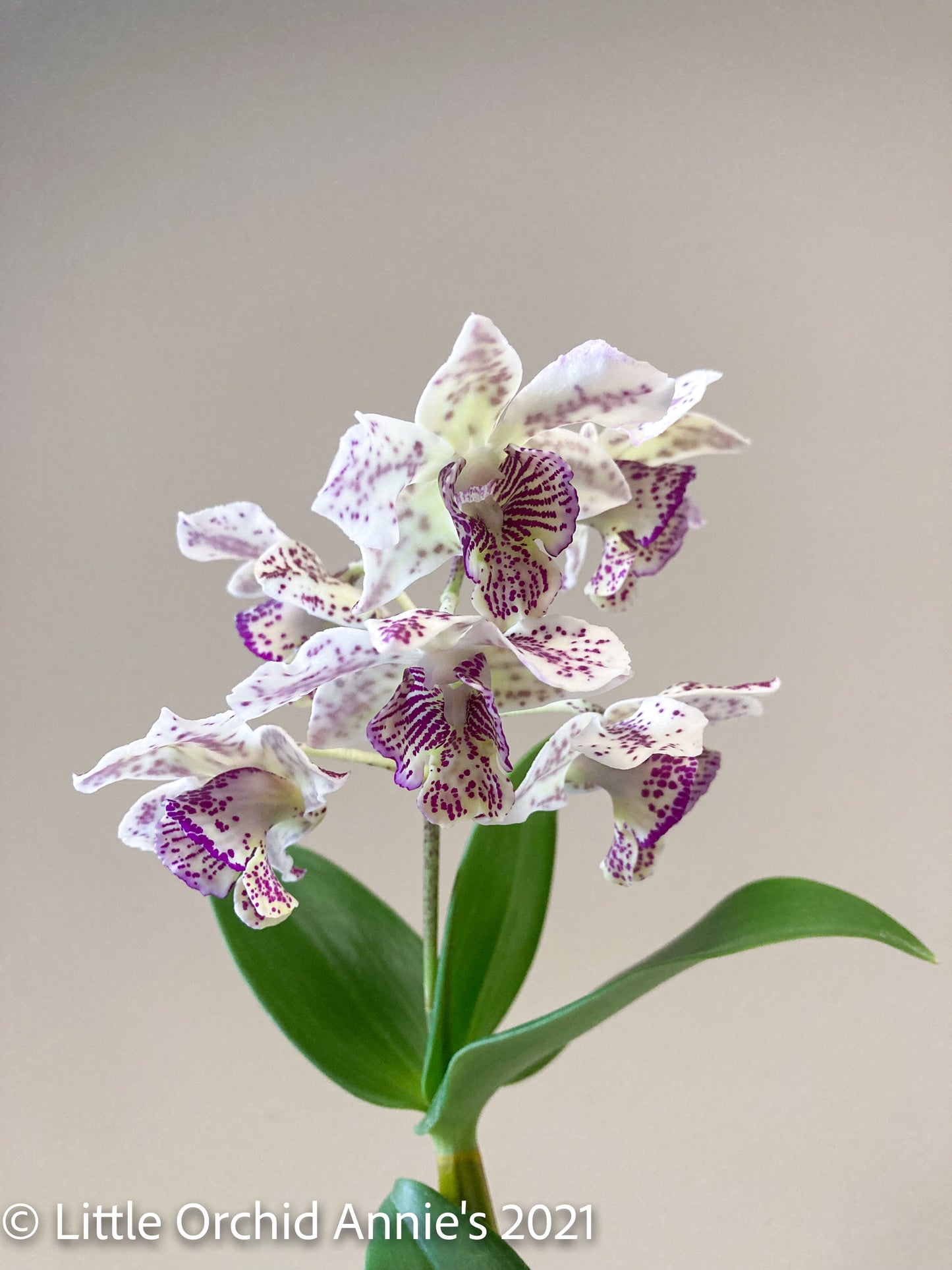 Dendrobium Royal Chip 4in