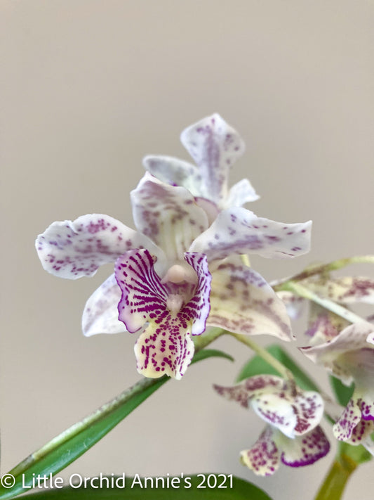 Dendrobium Royal Chip 4in