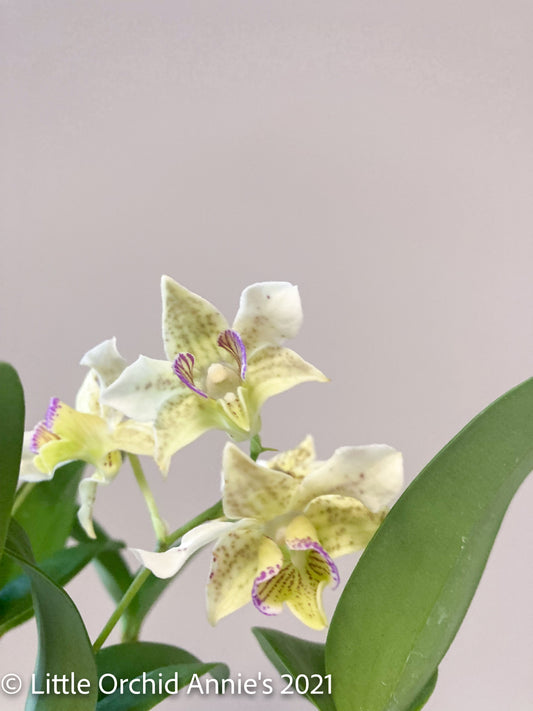 Dendrobium Chocolate Chip