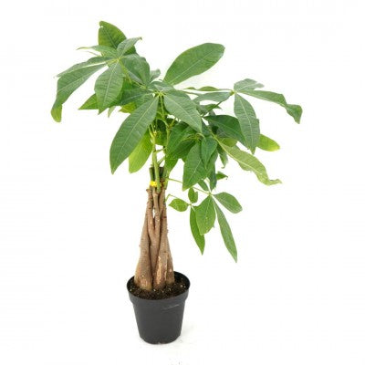 Pachira aquatica