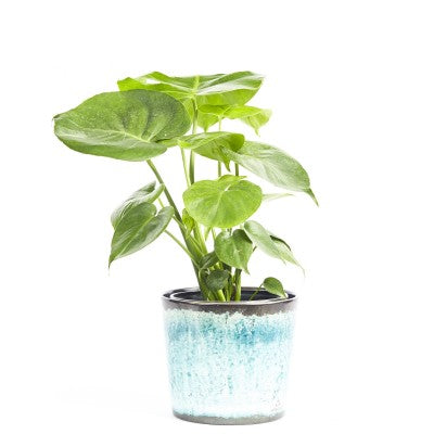 Monstera deliciosa 4in