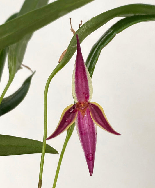 Pleurothallis allenii 2in (mature)