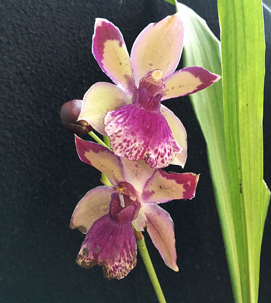 Zygonisia Roquebrune 'Seafoam'