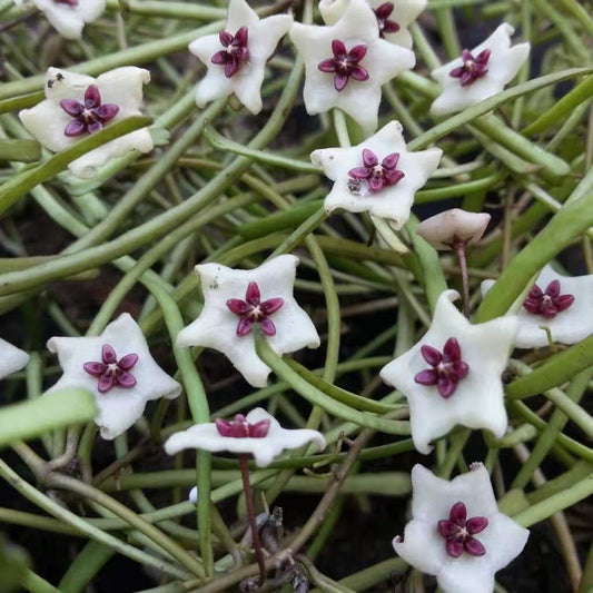 Hoya retusa