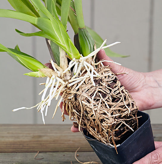 Orchid Repotting Service