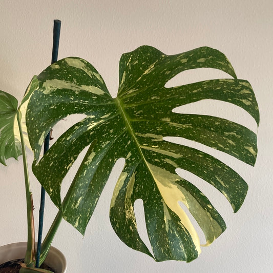 Monstera Thai Constellation 6in