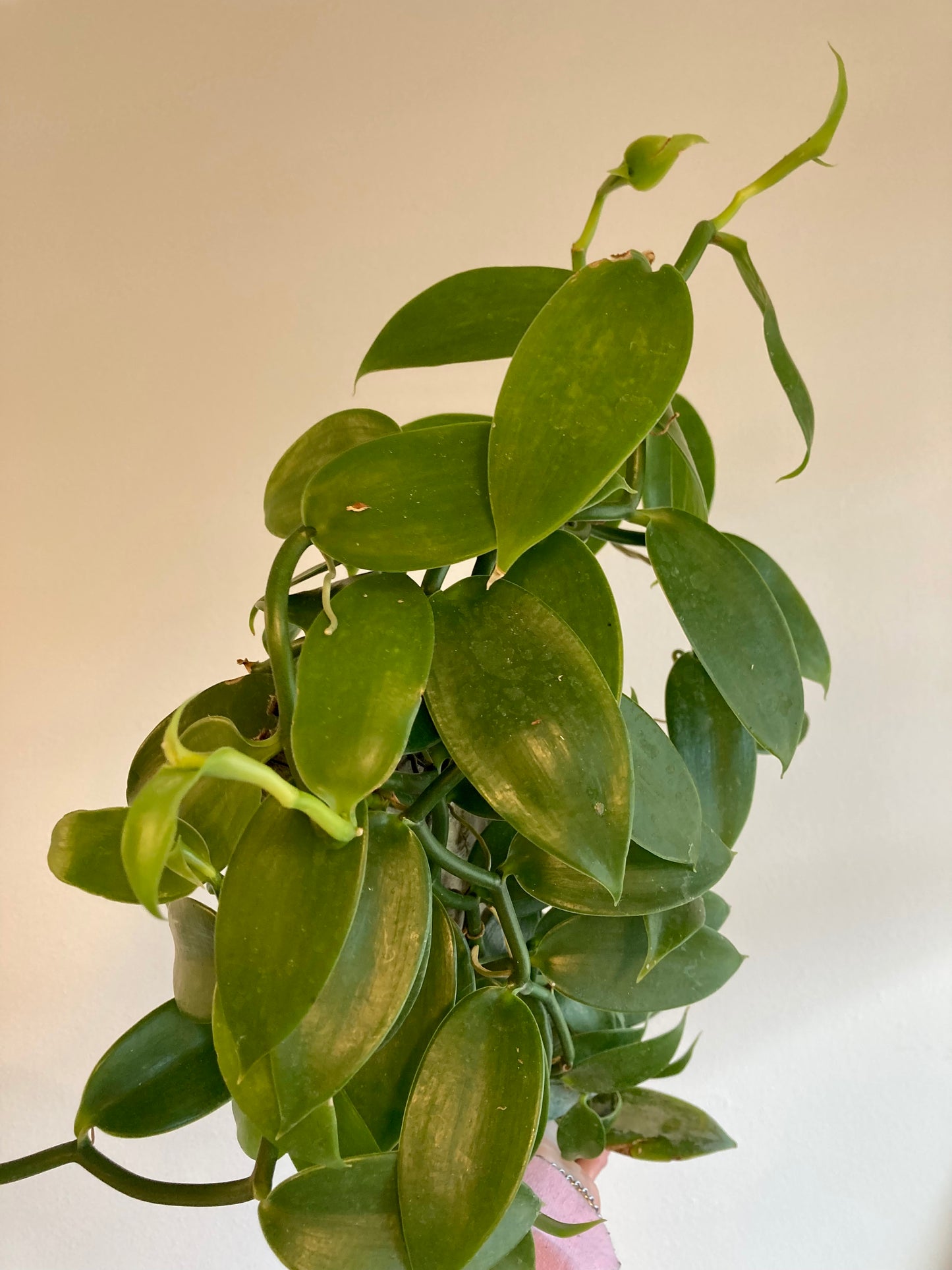 Vanilla planifolia (staked) 6in