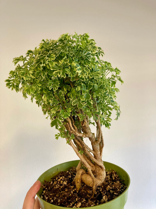 Ming Aralia (variegated) 6in