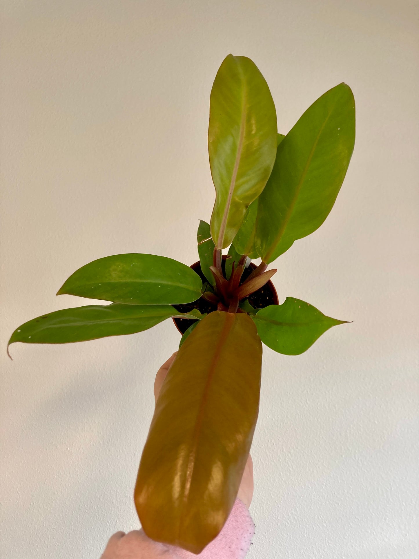 Philodendron 'Prince of Orange' 4in