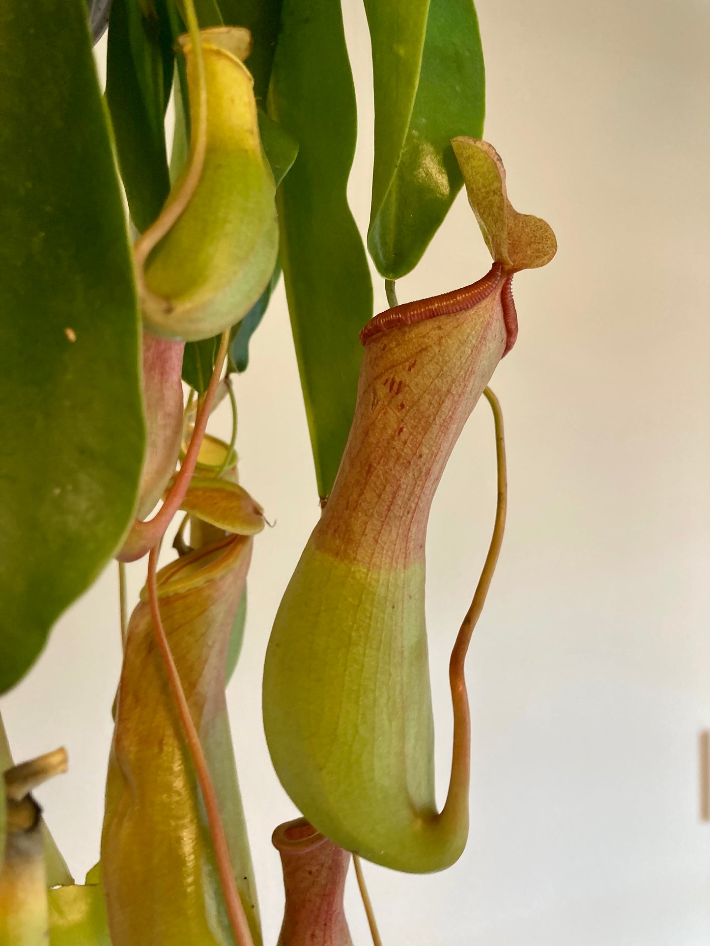 Nepenthes ventrata HB 6in