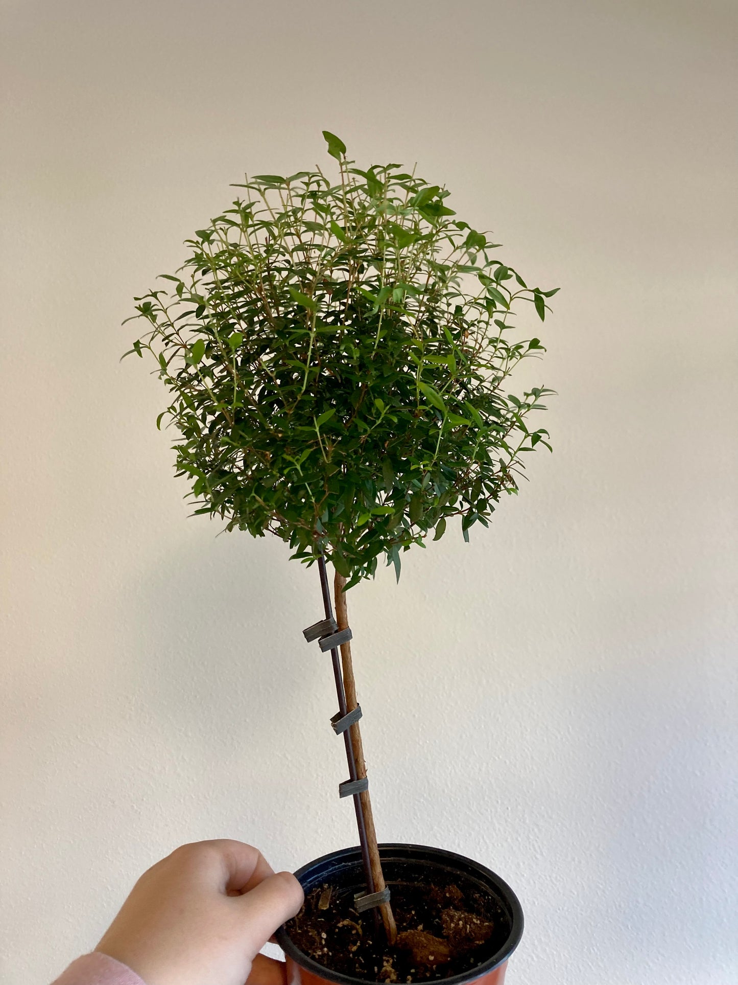 Myrtus communis (topiary) 5in