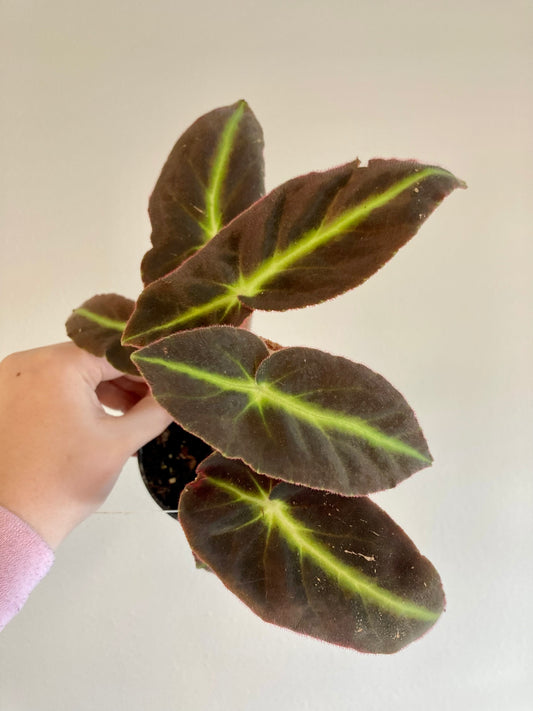 Begonia listada 4in