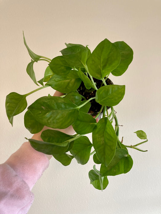 Epipremnum (pothos) aur. 'Emerald' 4in