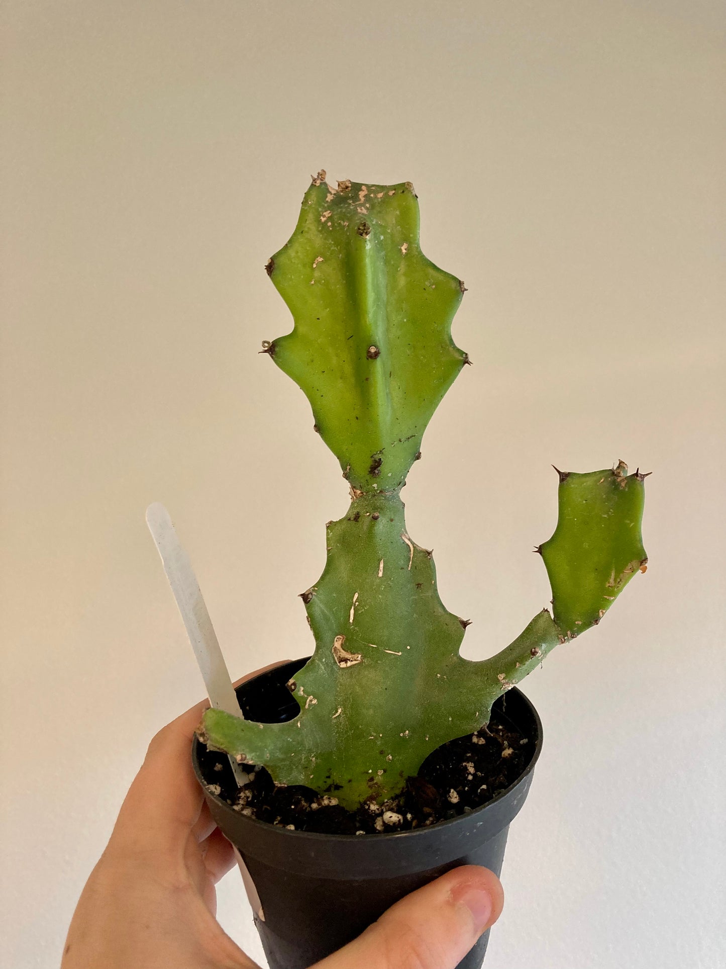 Euphorbia antiquorum 4in