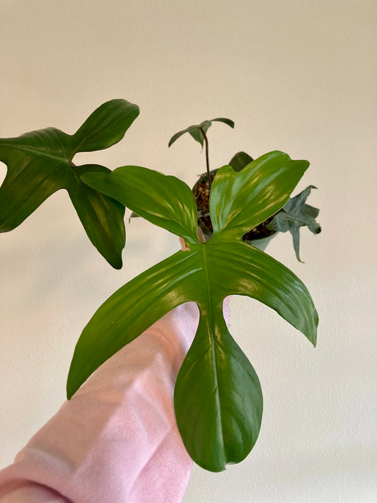 Philodendron 'Florida Beauty' 6in