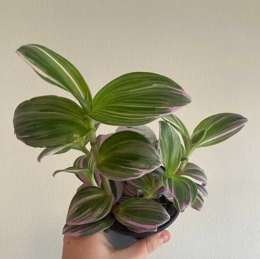 Plants – littleorchidannie