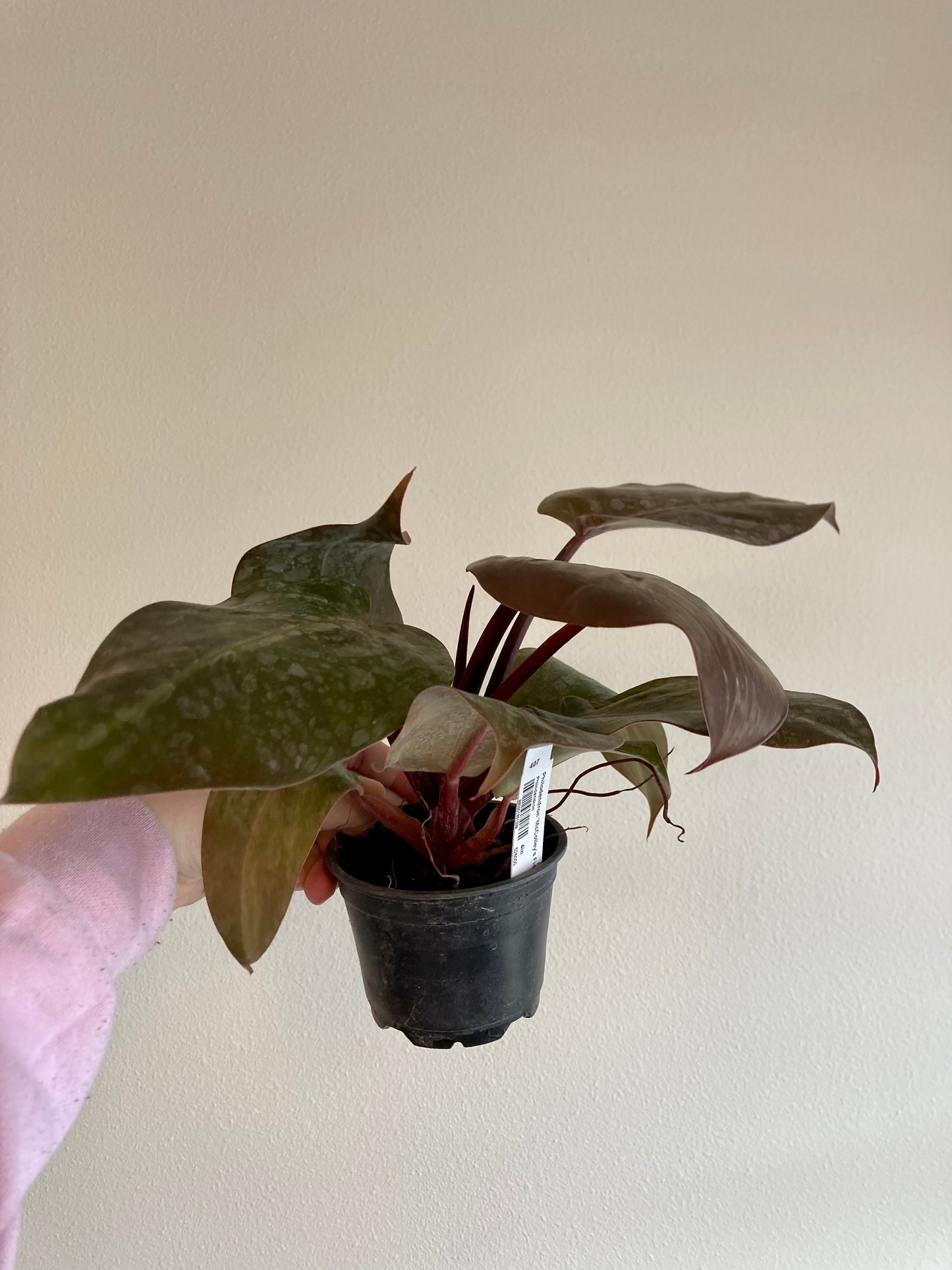 Philodendron 'McColley's Finale' 4in