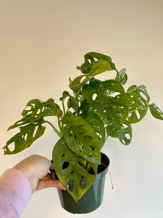 Monstera adansonii 6in