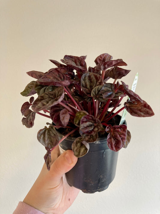 Peperomia caperata 'Schumi Red' 4in