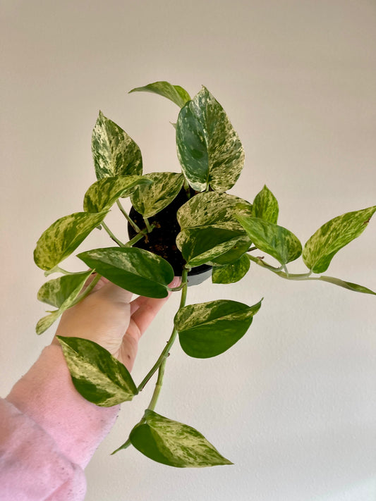 Epipremnum (pothos) aur. 'Marble Queen' 4in