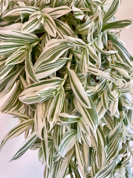 Tradescantia 'Pistachio White' 6in HB