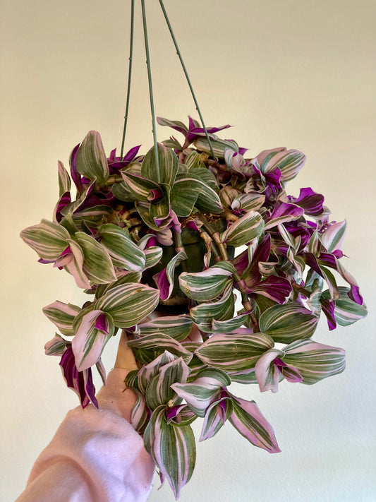 Tradescantia albiflora 'Nanouk' HB 6in