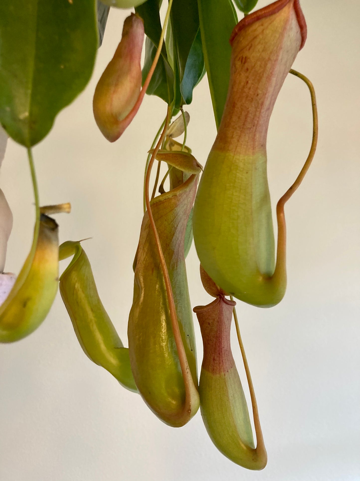 Nepenthes ventrata HB 6in