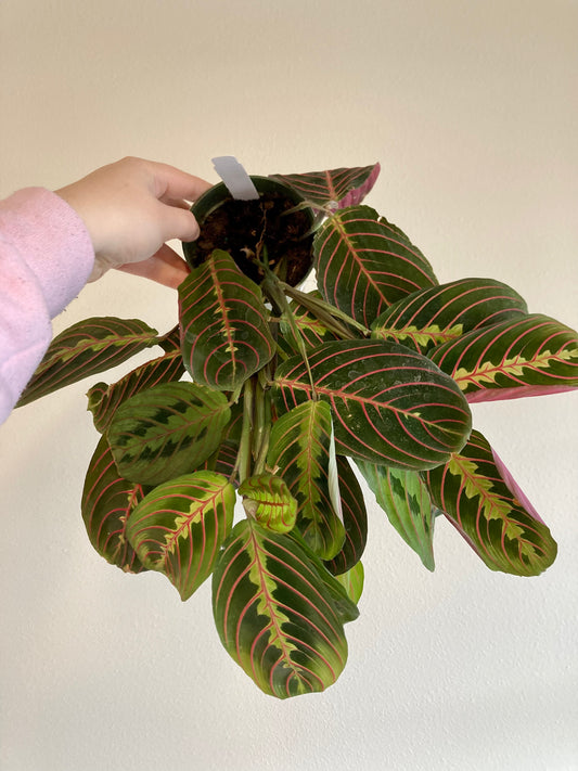 Maranta leuc. erythroneura (red) 4in