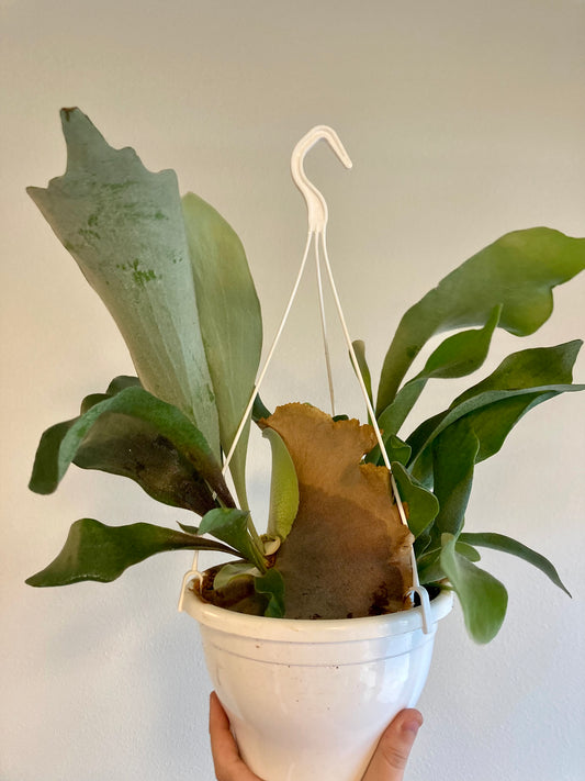 Staghorn fern (Platycerium bifurcatum) 6in