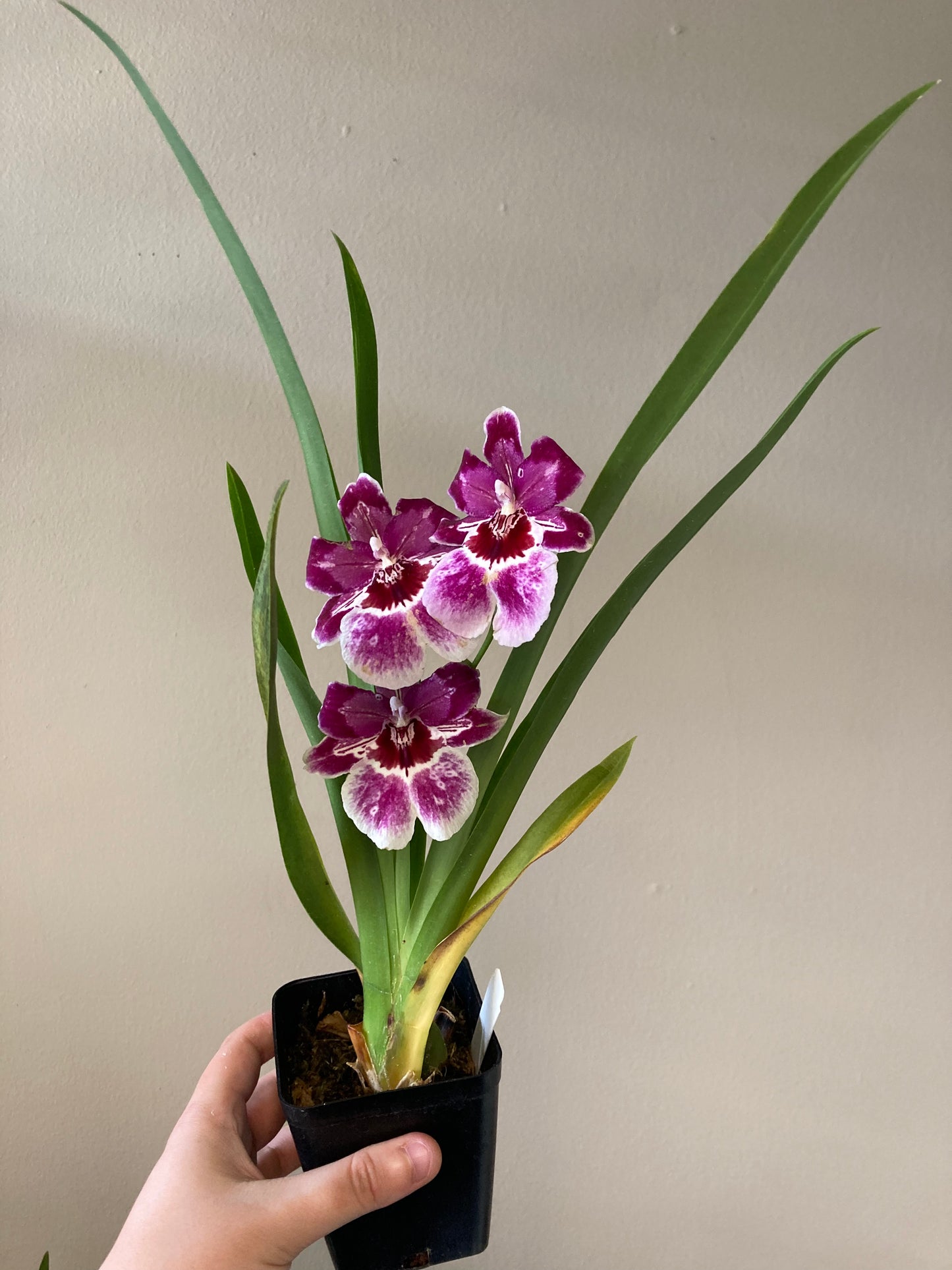 Oncidopsis Claire 'Big Girl' 4in