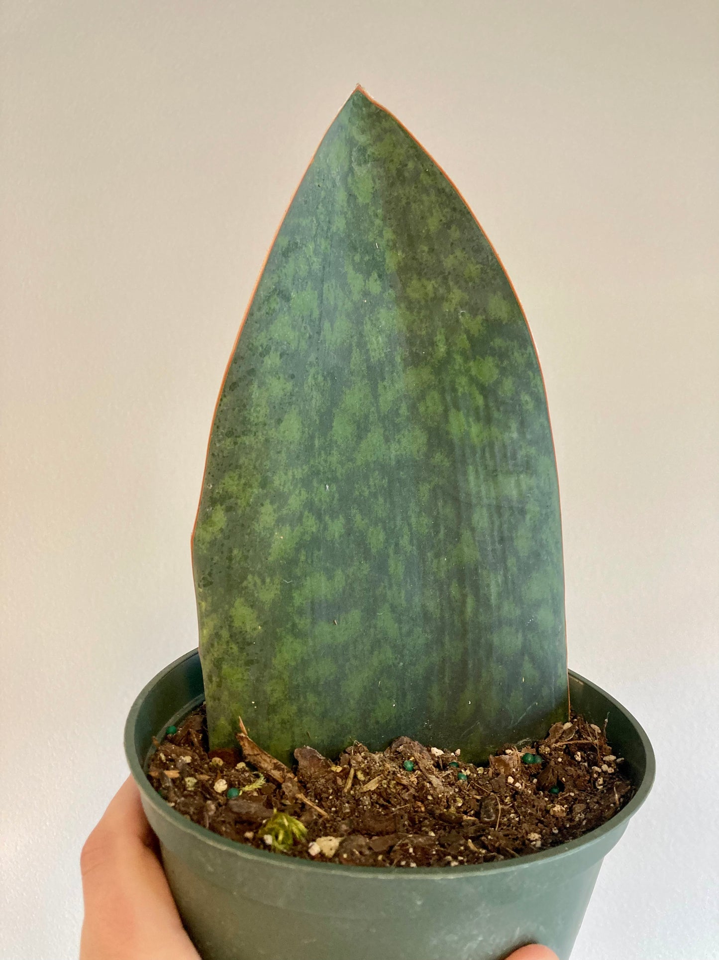 Whale fin Snake plant 6in