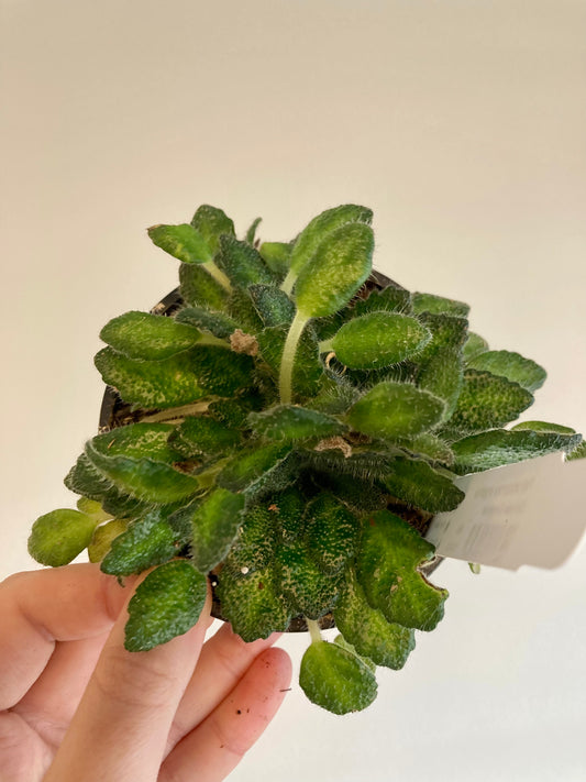 Petrocosmea cryptica (Chinese gesneriad) 4in