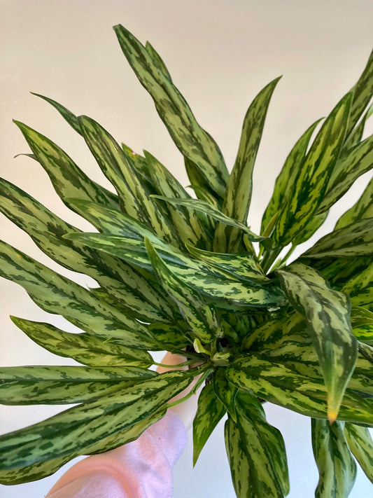 Aglaonema 'Juliette' 6in
