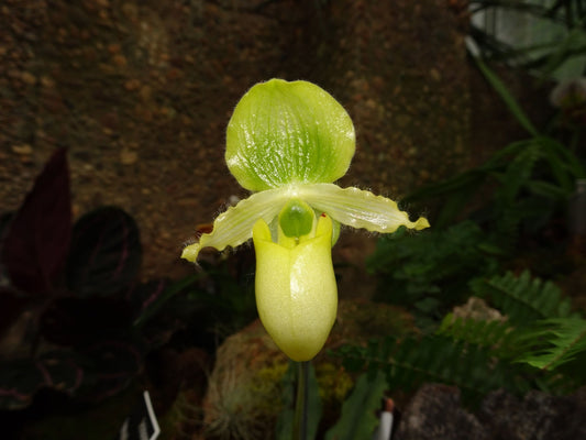 Paphiopedilum primulinum x self 4in