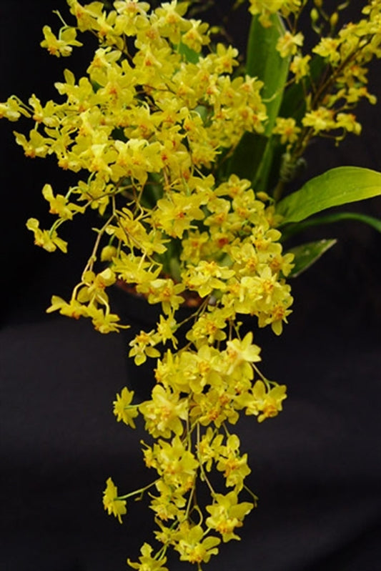 Oncidium Twinkle 'Oro' (mini) 4in