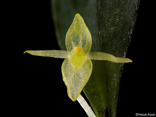 Pleurothallis pruinosa 2in (mature)