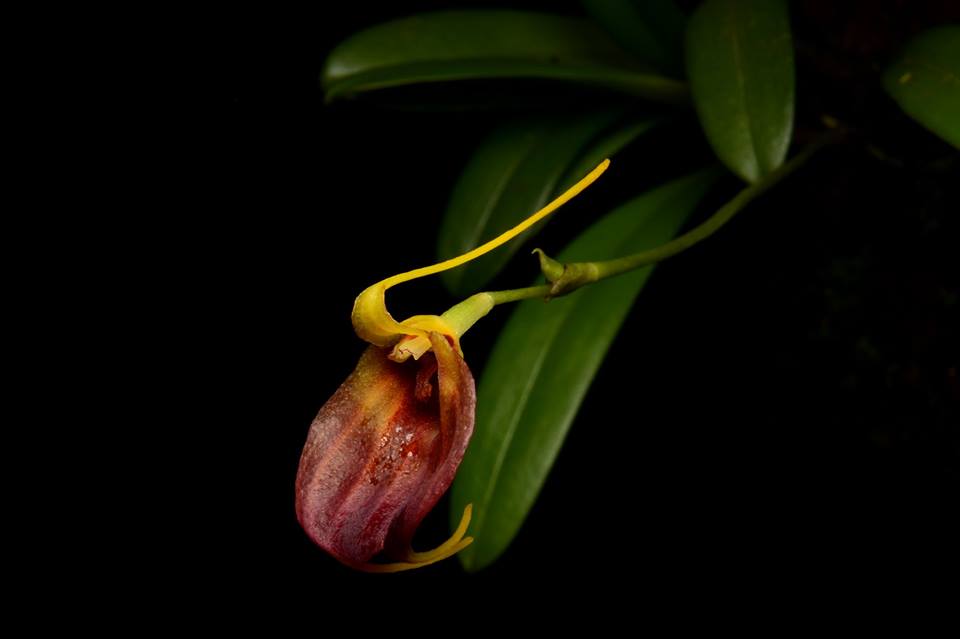 Masdevallia amplexa 2in (mature)