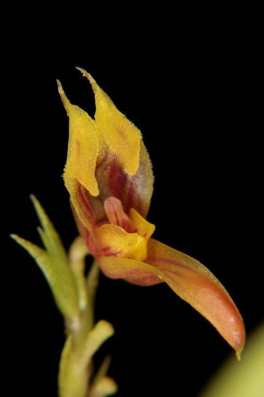 Scaphosepalum rinkei 2in (mature)